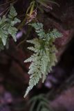 Asplenium adiantum-nigrum. Вайя. Грузия, г. Тбилиси, Старый Тбилиси, заброшенный двор. 4 февраля 2025 г.