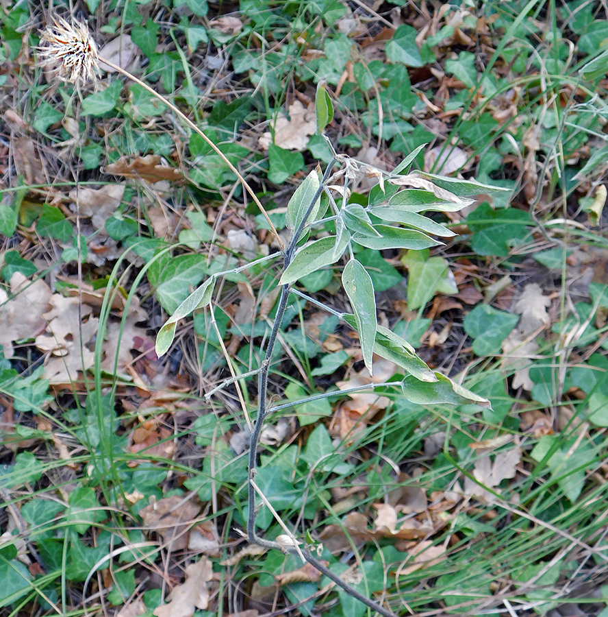 Image of Psoralea bituminosa ssp. pontica specimen.