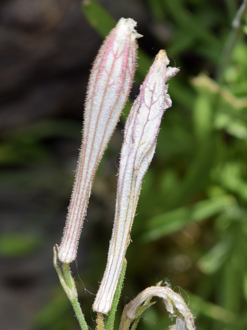 Image of Silene kuschakewiczii specimen.