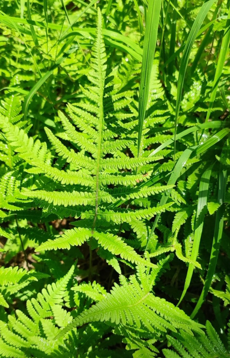 Image of Phegopteris connectilis specimen.