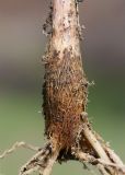 Allium подвид ugami