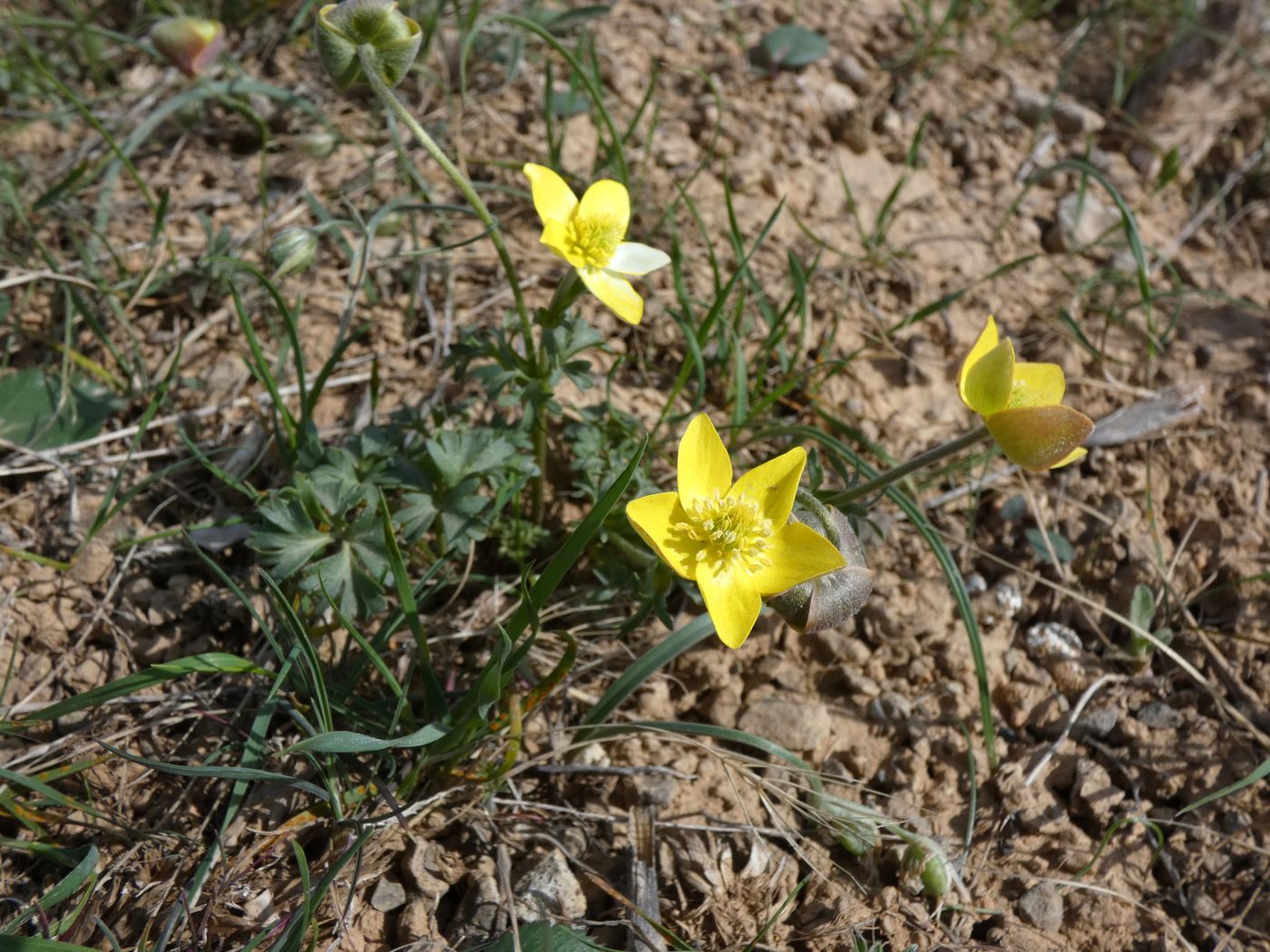 Image of Anemone gortschakowii specimen.