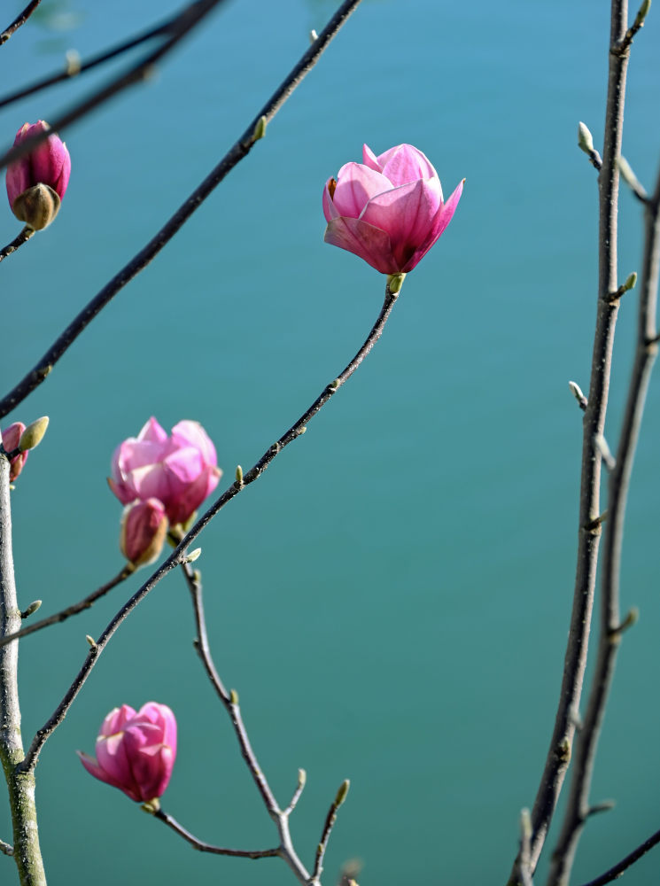 Image of Magnolia × soulangeana specimen.