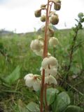 Pyrola grandiflora. Соцветие. Коми, Интинский р-н, Приполярный Урал, хр. Малдынырд, руч. Алькесвож, задернованая терраса. 13.07.2010.