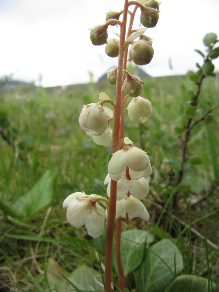 Image of Pyrola grandiflora specimen.