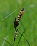 Carex nigra