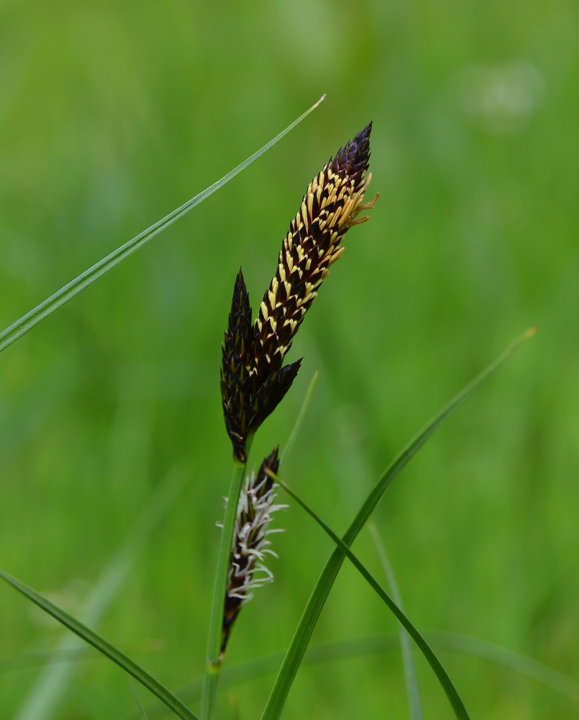 Image of Carex nigra specimen.