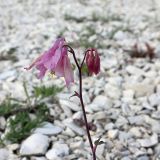 род Aquilegia