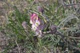 Hedysarum grandiflorum. Цветущее и развивающиеся соцветия с розоватой окраской цветков. Волгоградская обл., Калачёвский р-н, дол. р. Большая Голубая, меловые горы. 08.05.2022.
