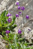 Campanula collina