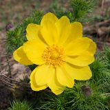 Adonis vernalis. Цветок. Ульяновская обл., Мелекесский р-н, окр. пос. Ерыклинск, возвышенный берег р. Ерыкла, опушка нагорной дубравы. 20.04.2024.