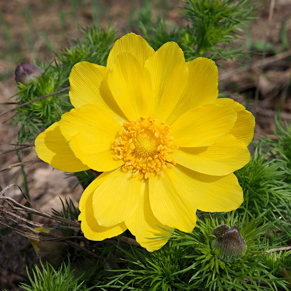 Изображение особи Adonis vernalis.