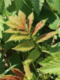 Filipendula ulmaria ssp. denudata