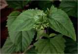 Scrophularia nodosa