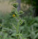 Inula helenium. Верхушка побега с соцветиями в стадии бутонизации. ЛНР, Славяносербский р-н, с. Хорошее, сортоиспытательная опытная станция, участок лекарственных растений. 26.06.2025.