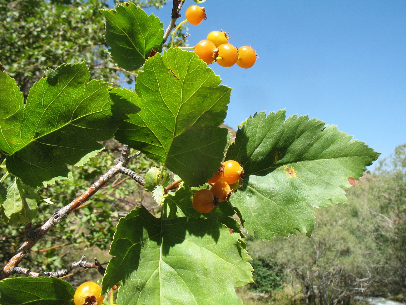 Image of Crataegus korolkowii specimen.