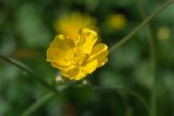 Смотреть изображение Ranunculus acris