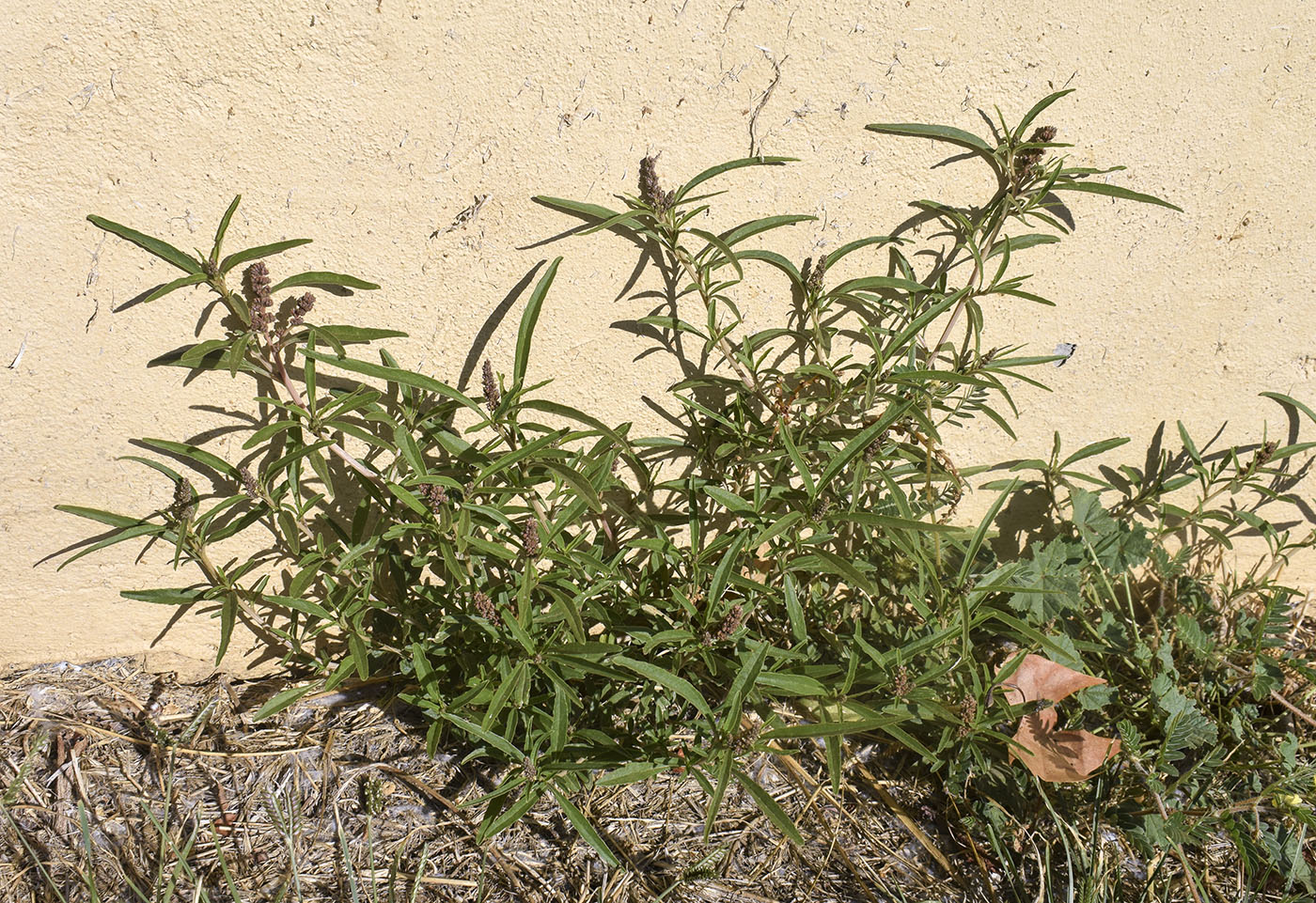 Image of genus Amaranthus specimen.