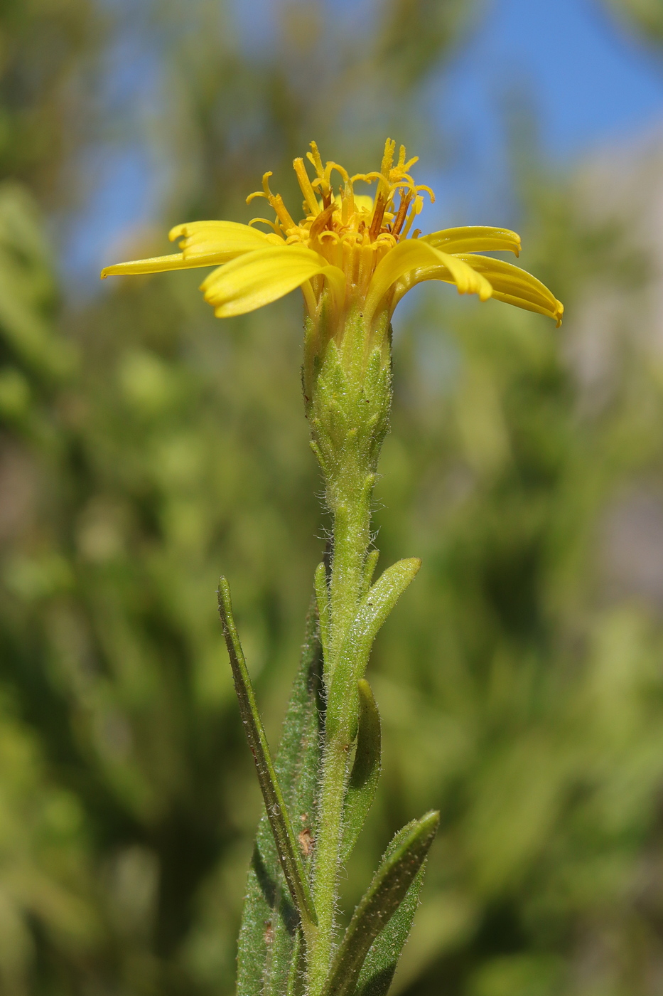 Image of Dittrichia viscosa specimen.
