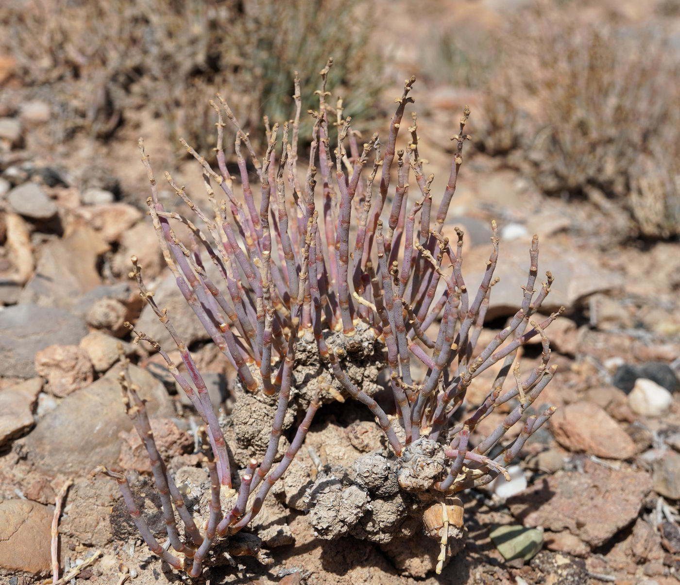 Image of genus Anabasis specimen.