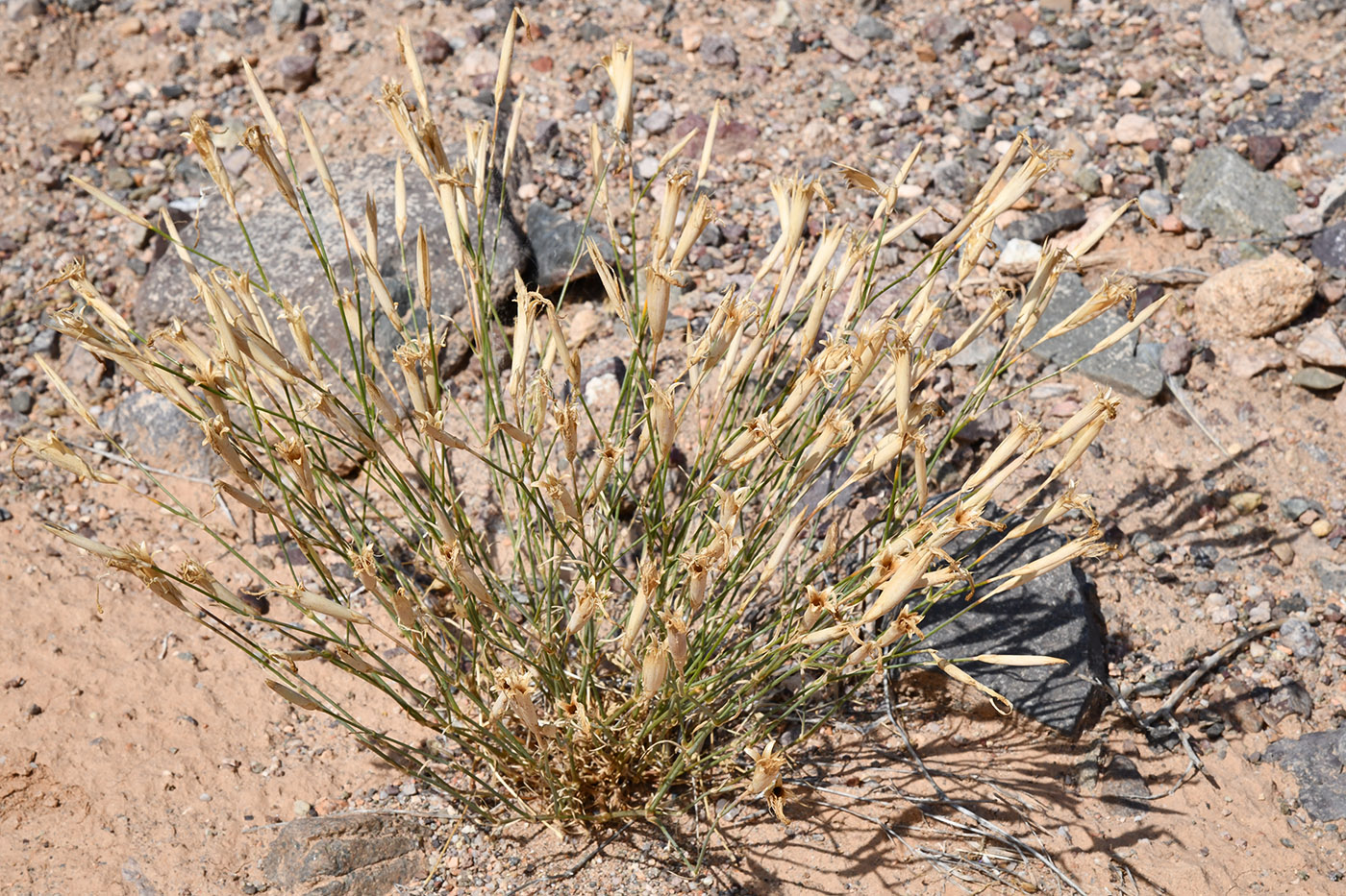 Image of Dianthus kuschakewiczii specimen.
