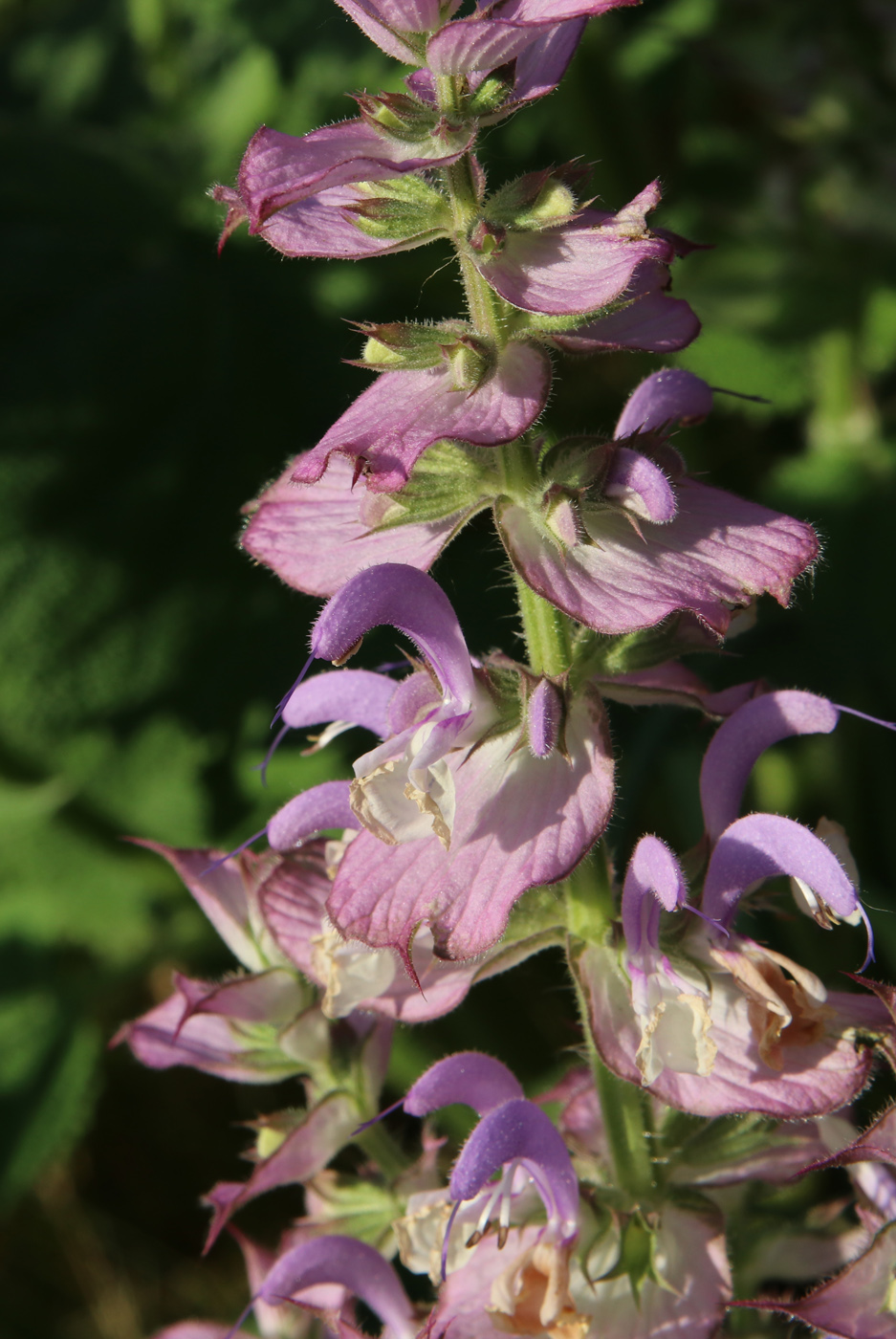 Image of Salvia sclarea specimen.