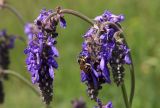 Salvia nutans. Соцветия с пчелой. Белгородская обл., Ракитянский р-н, Венгеровское сельское поселение, хут. Донцов; дол. р. Пена, вершина крутого склона южной экспозиции. 18 мая 2024 г.