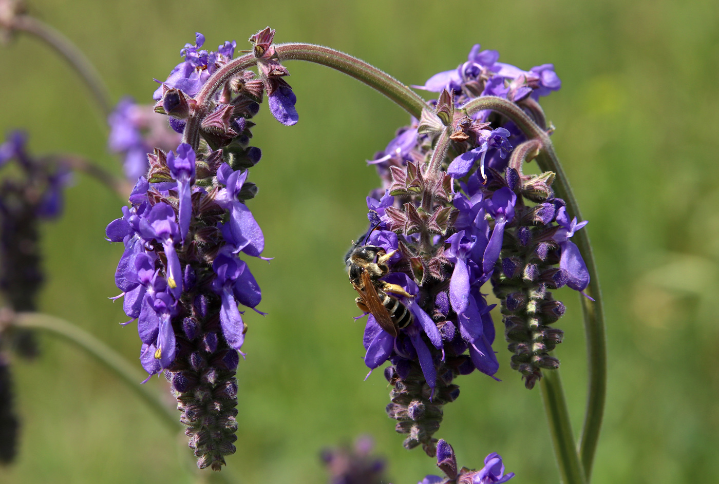 Изображение особи Salvia nutans.