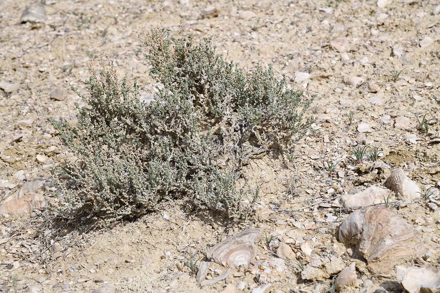 Изображение особи Salsola gemmascens.
