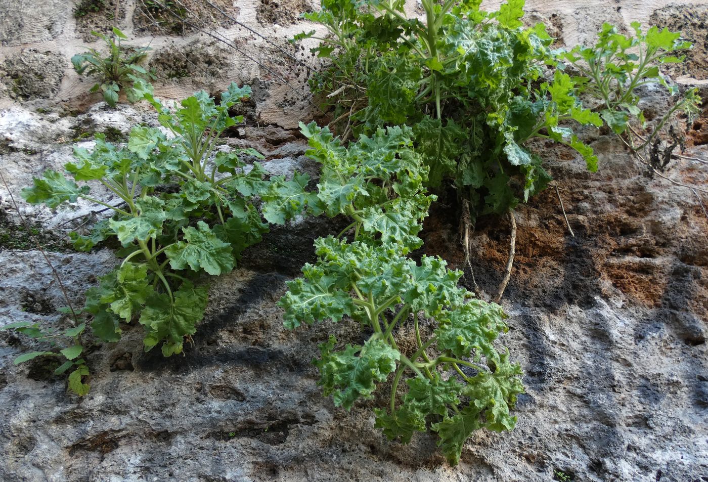 Изображение особи Hyoscyamus aureus.