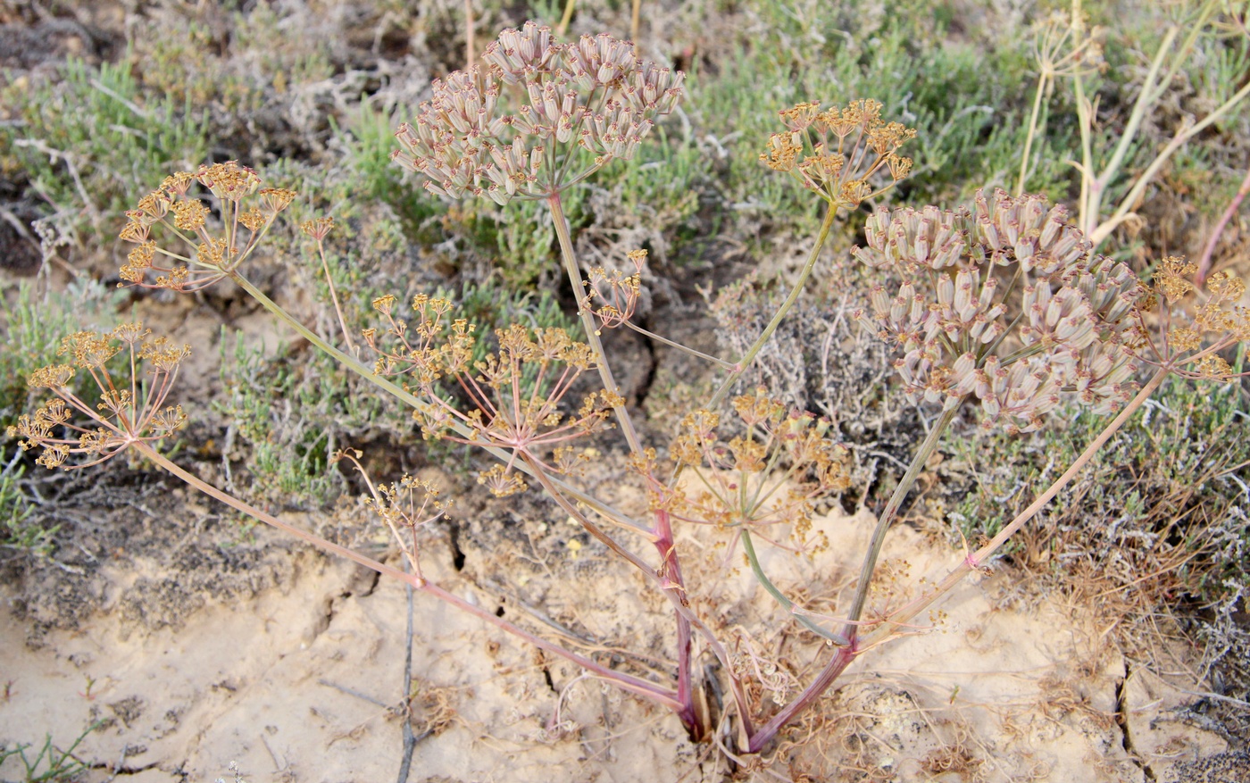 Изображение особи Ferula nuda.
