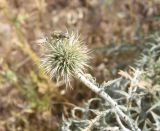 genus Echinops. Развивающееся (?) соцветие. Турция, ил Мардин, окр. монастыря Мор-Габриэль, выс. ок. 900 м н.у.м., среди камней известняка. 26 мая 2025 г.