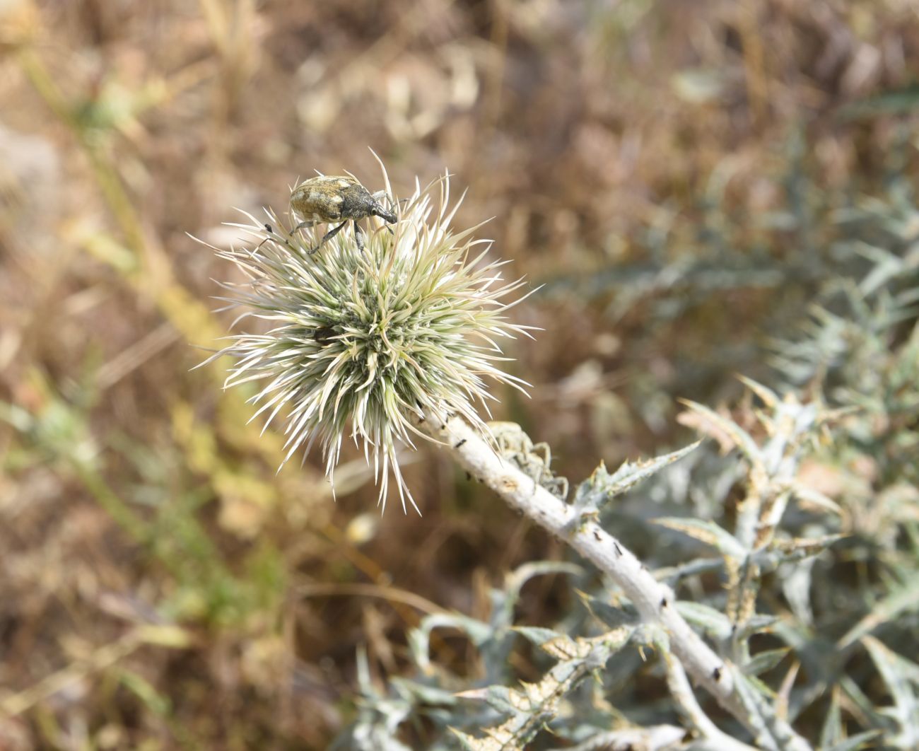 Image of genus Echinops specimen.
