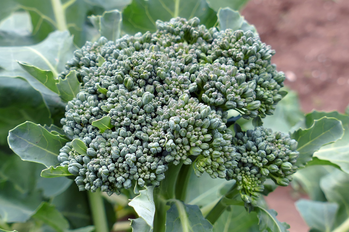 Image of Brassica oleracea var. capitata specimen.