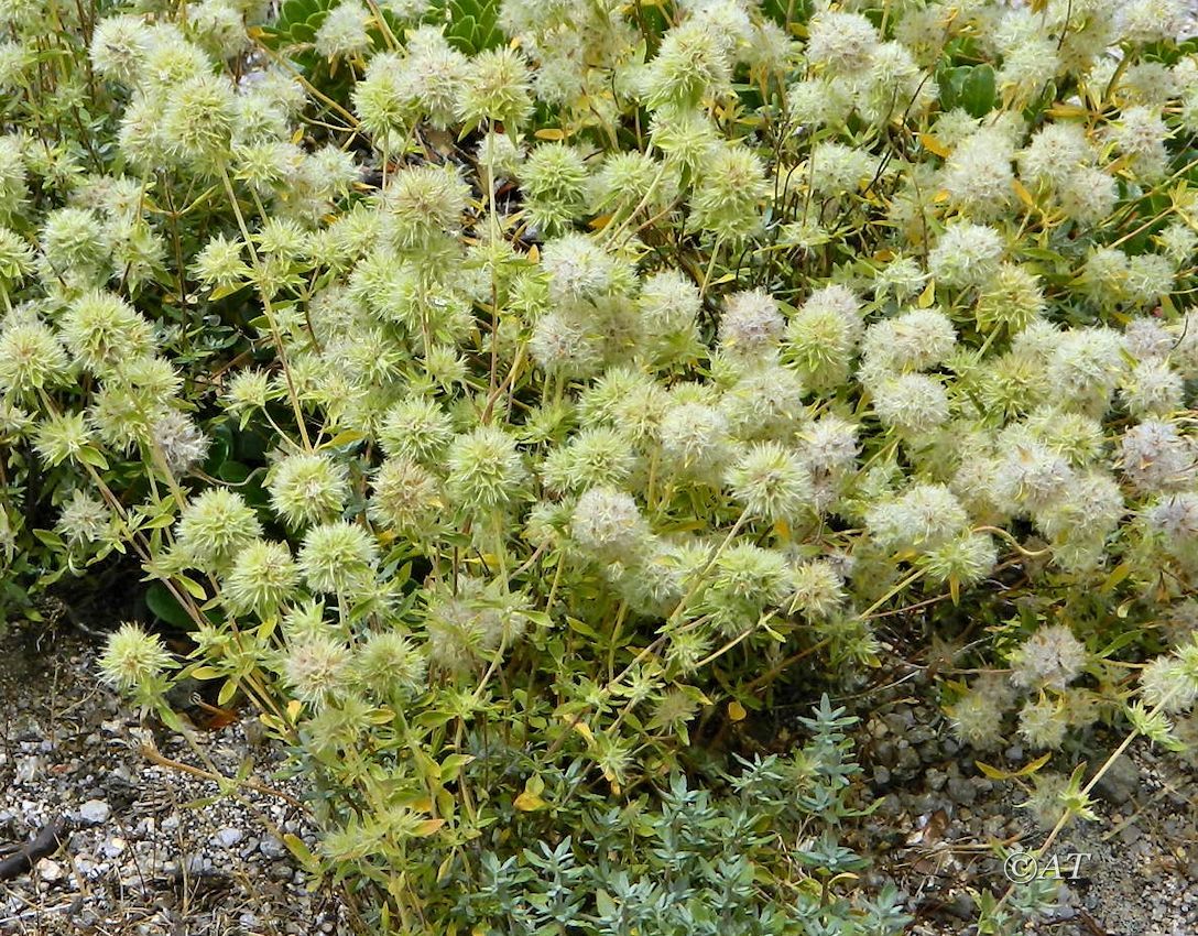 Image of genus Thymus specimen.