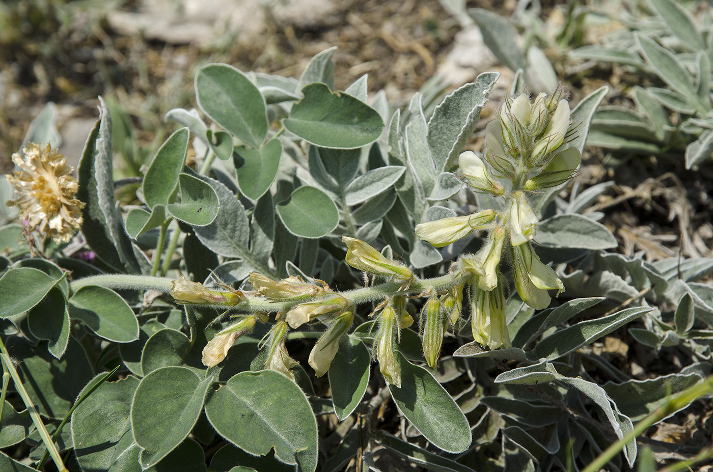 Изображение особи Hedysarum grandiflorum.