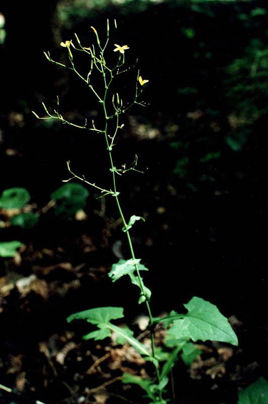 Image of Mycelis muralis specimen.