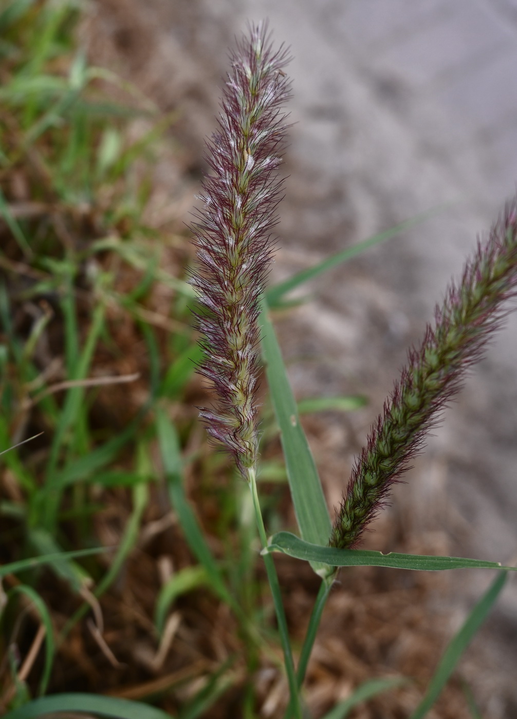 Изображение особи семейство Poaceae.