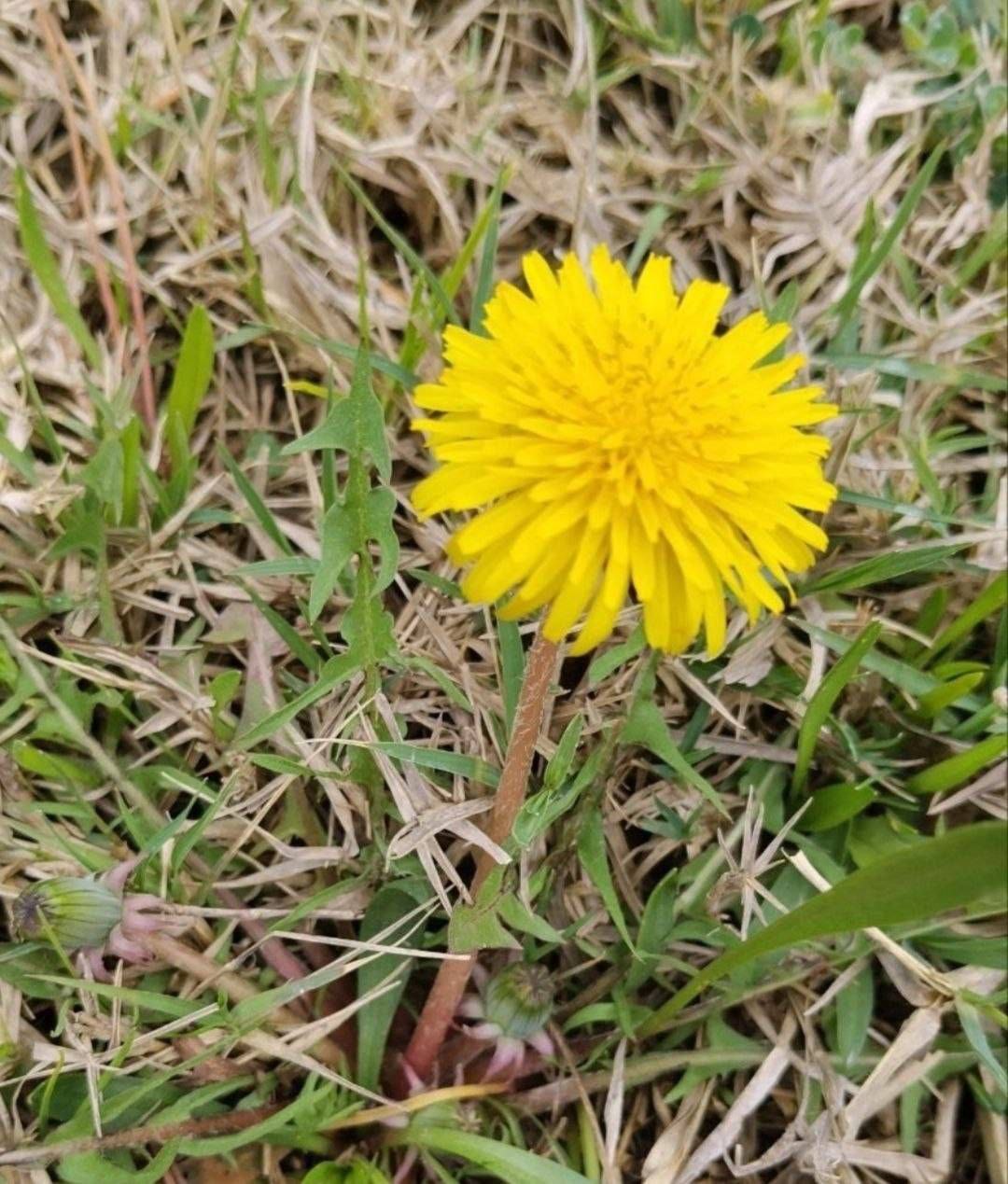 Image of Taraxacum officinale specimen.