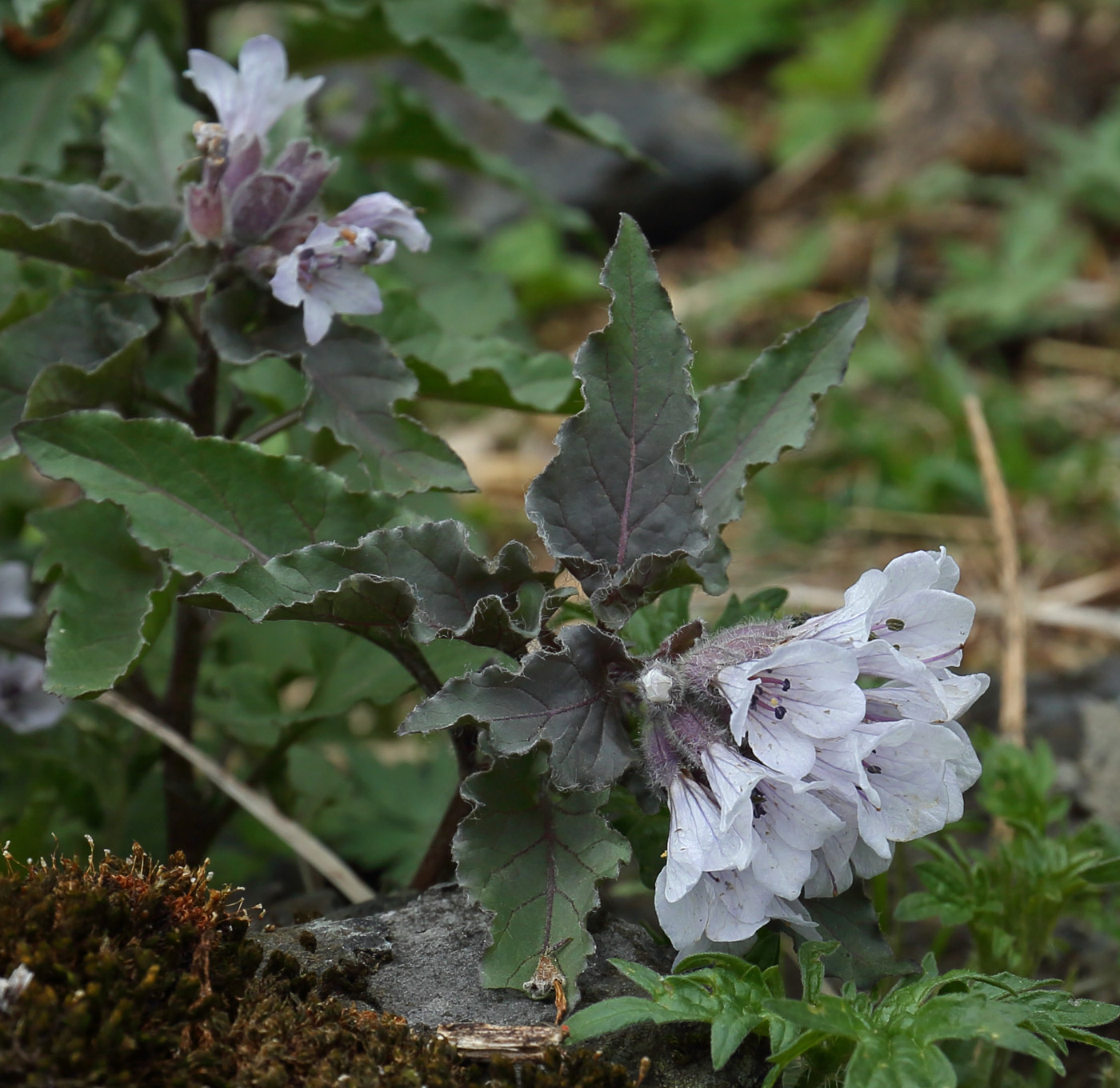 Изображение особи Physochlaina physaloides.