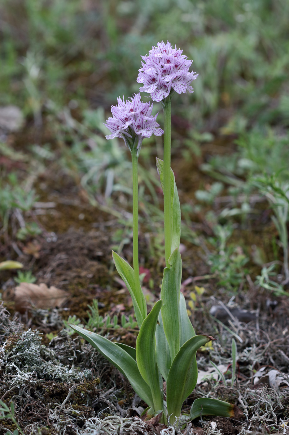 Изображение особи Neotinea tridentata.