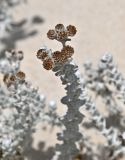 Otanthus maritimus. Верхушка побега с отцветающими соцветиями. Португалия, округ Сетубал, п-ов Троя, песчаный пляж. 16.08.2025.