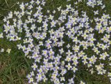 familia Rubiaceae. Хьюстония голубая (небесно-голубая). Houstonia caerulea. В природе. Галифакс. 26.05.2026.