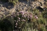 Acantholimon alatavicum
