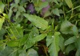 genus Rumex