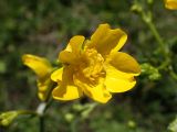 Ranunculus acris