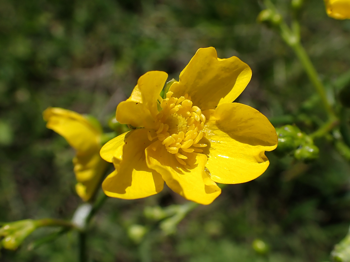 Изображение особи Ranunculus acris.