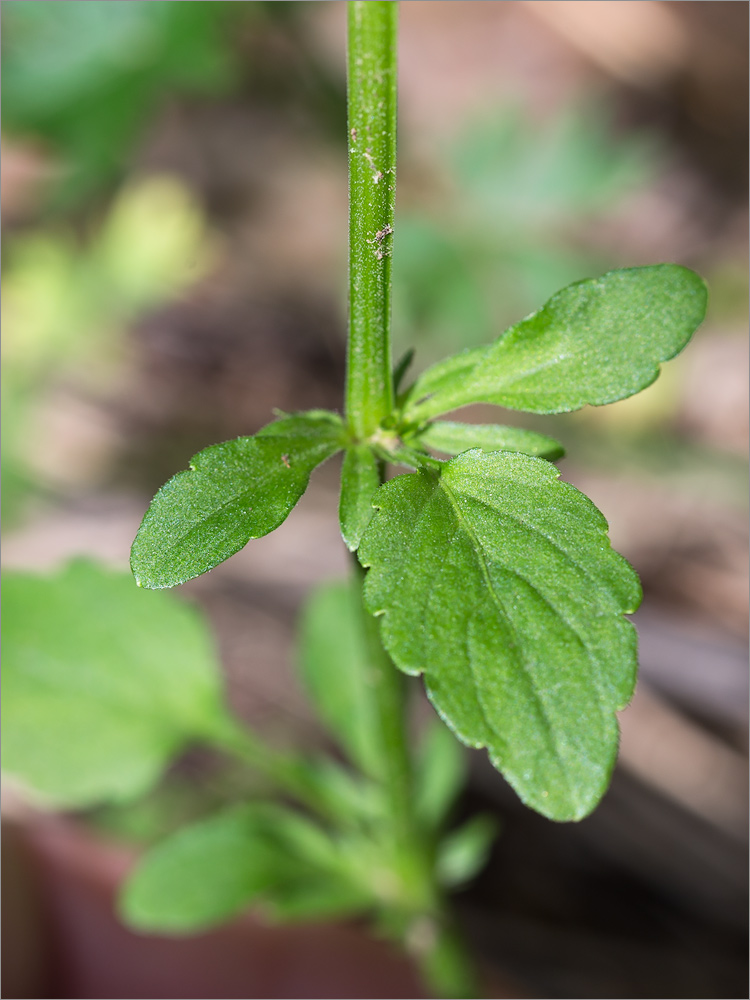 Image of Viola tricolor specimen.