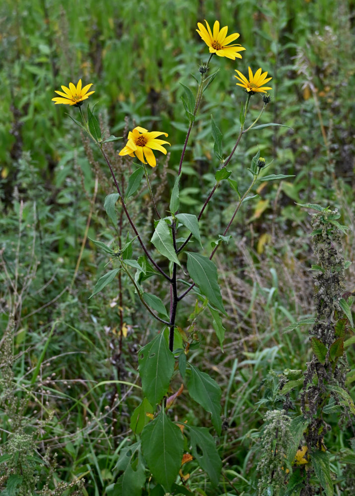 Image of Helianthus tuberosus specimen.