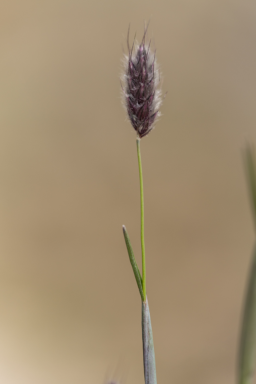 Изображение особи Alopecurus vaginatus.